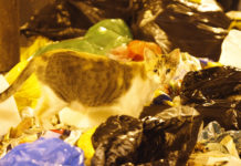 Los gatos tienen su propio coronavirus y es mortal al 100%