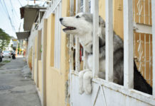 El encierro trajo estrés y afectaciones en la salud de los perritos