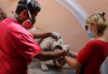 Siete aspectos a considerar, antes de adoptar una mascota