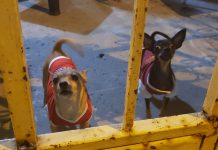 Perros pequeños, los más afectados por el estallido de petardos