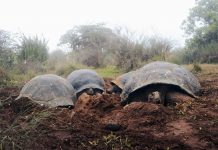 Científicos realizan un censo de tortugas al norte de la isla Isabela