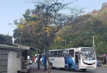 Pocos guayacanes han florecido en la Naval Norte