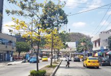 Un manto amarillo embellece a la Nicasio Safadi, en La Atarazana