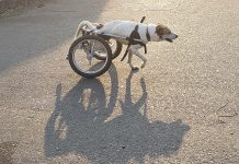 La discapacidad no detiene las ganas de vivir y jugar de Max