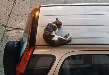 Gatos “migran” hacia los techos de los autos en La Atarazana
