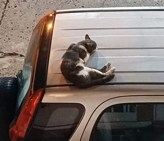 Gatos “migran” hacia los techos de los autos en La Atarazana