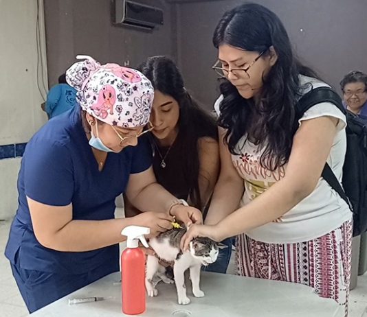 Canes y felinos fueron inmunizados